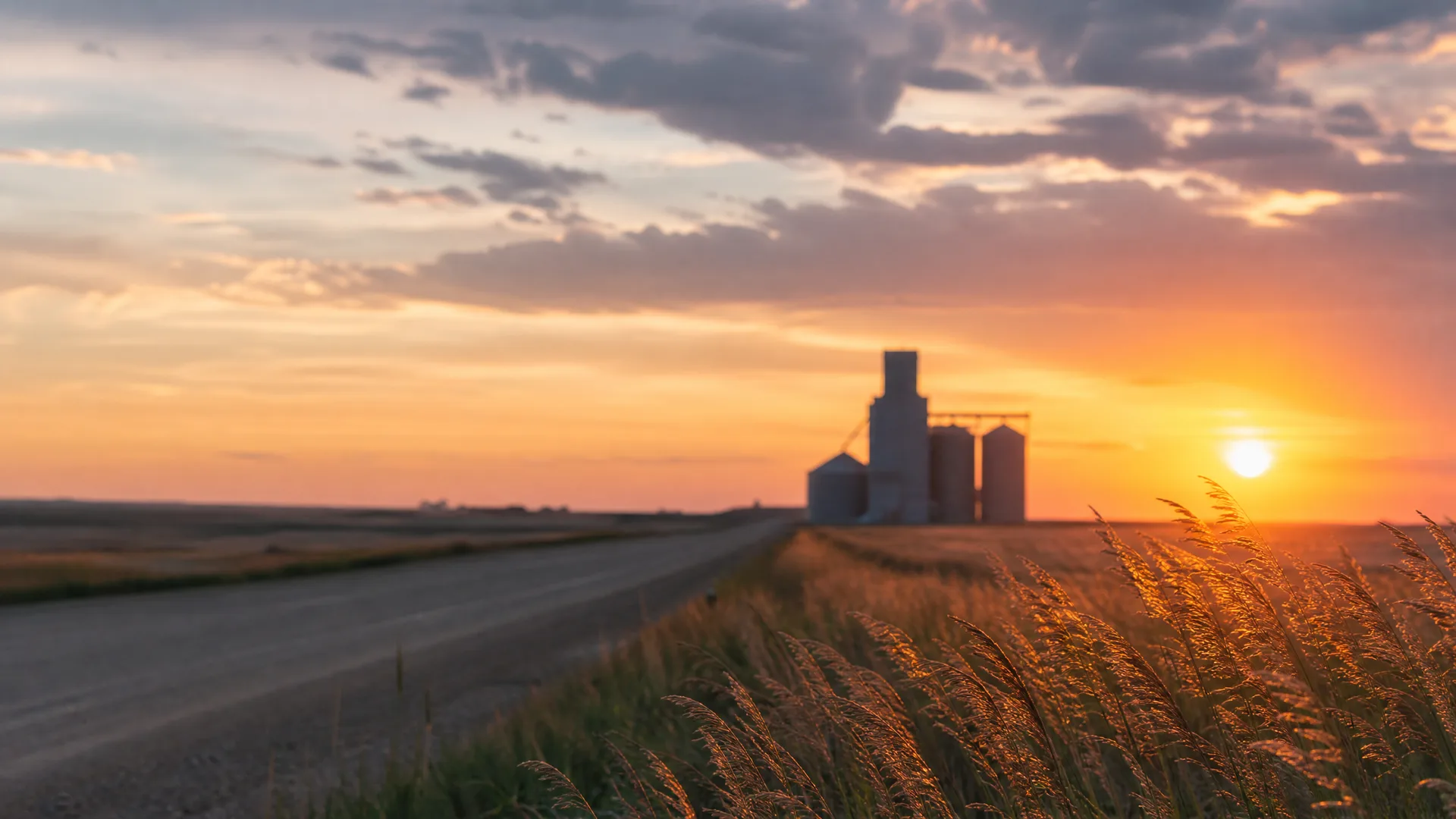 A gravel road runs through flat grassland toward distant grain silos silhouetted against a sunset sky with scattered clouds, with tall seed-headed grasses in the foreground.