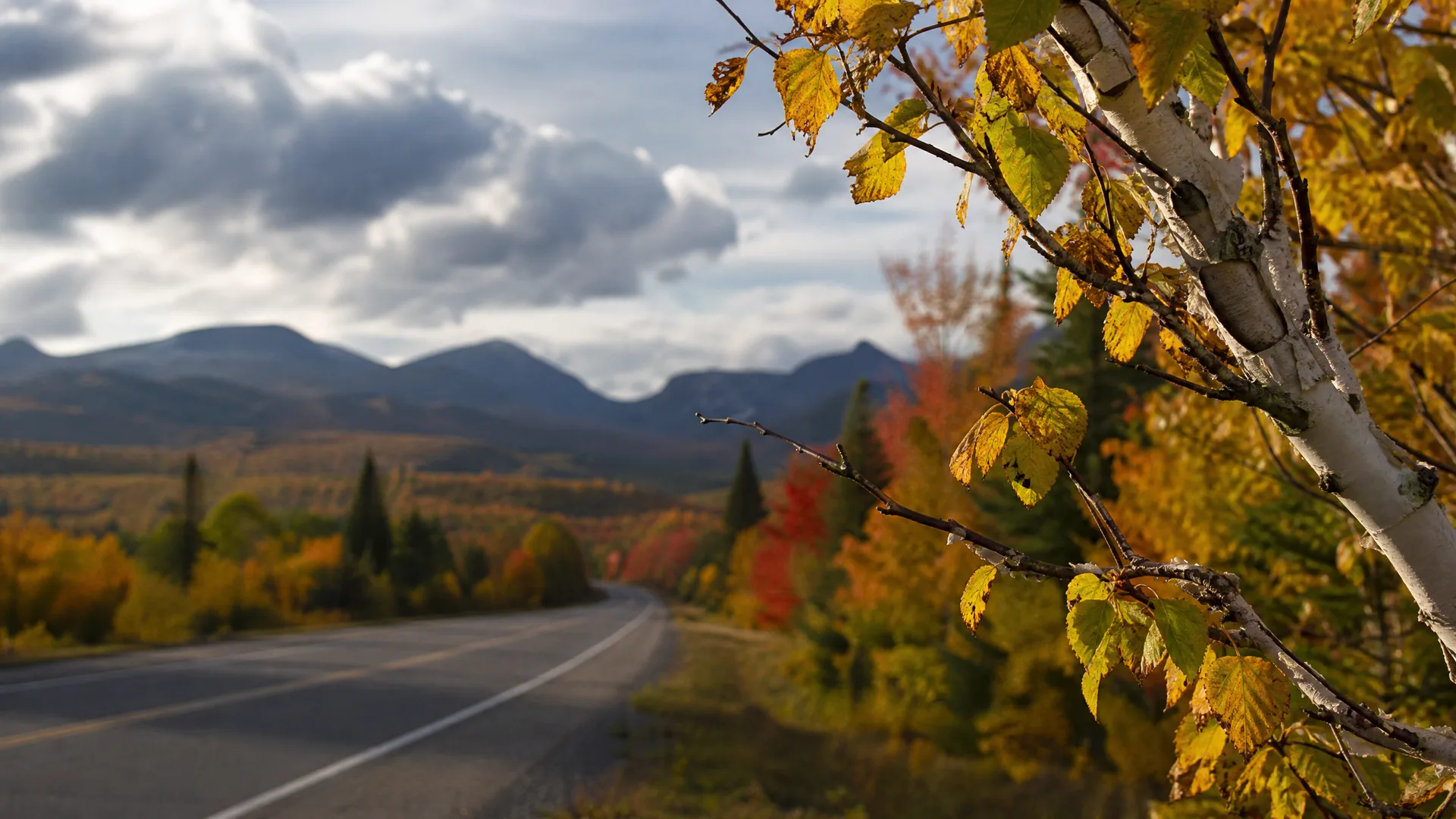 A two-lane paved road curves through mixed autumn forest toward distant rounded mountains under a cloudy sky, with a birch branch bearing yellow leaves in sharp focus in the foreground.